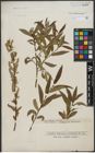 Foto von Salix triandra L. x Salix viminalis L.